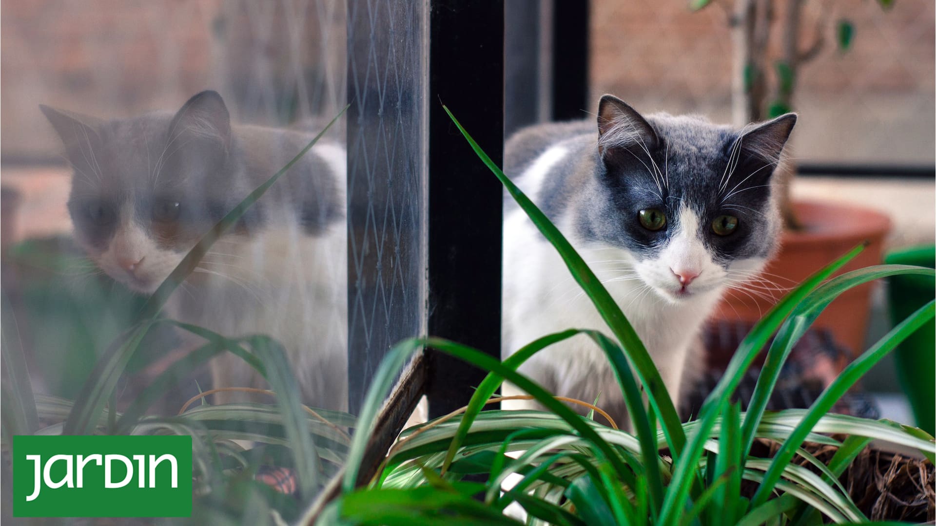Este insecticida natural no es tóxico para mascotas y además es un excelente fertilizante