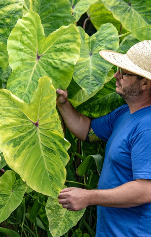 Por qué las colocasias mueren en invierno y cómo evitarlo