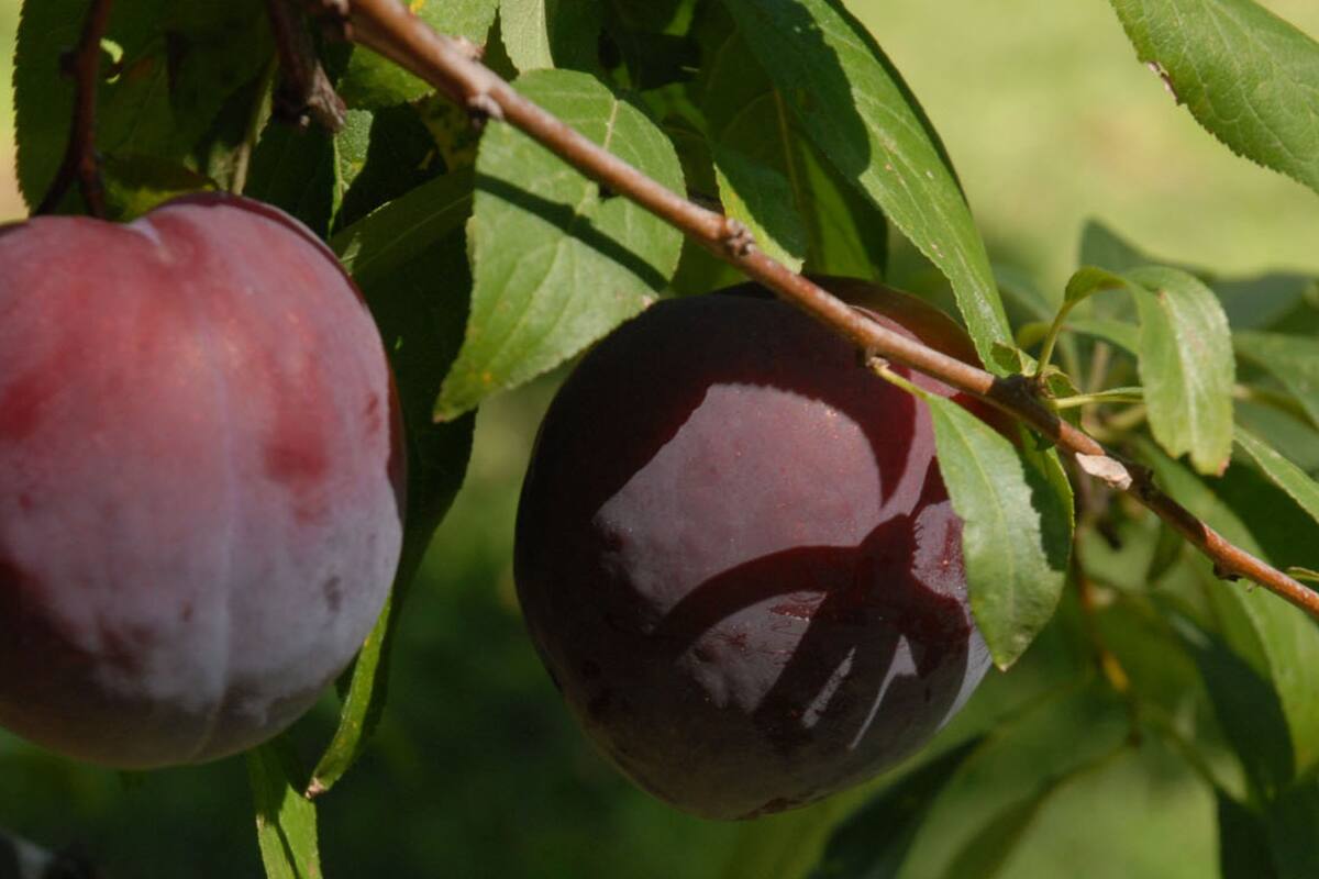 Ciruelas: propuestas para sacar provecho de una estrella de temporada
