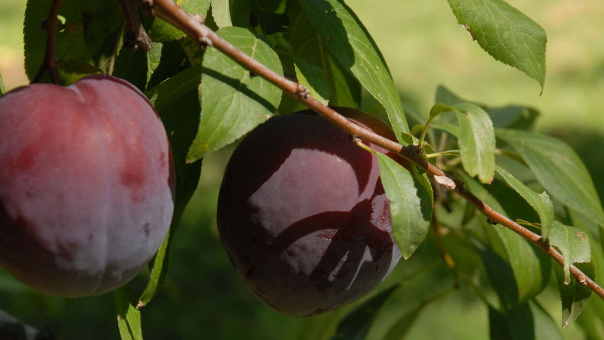 Ciruelas: propuestas para sacar provecho de una estrella de temporada