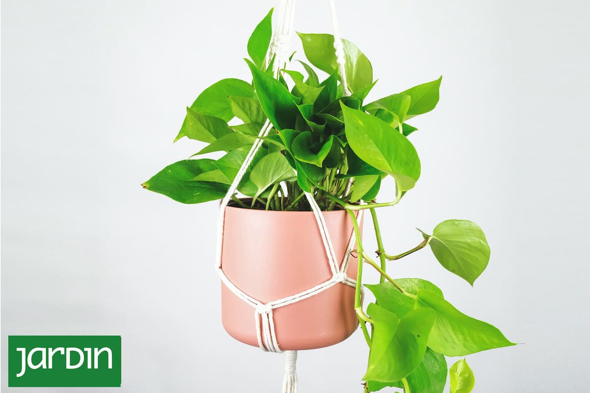 Estas plantas de interior protegen tu casa de la humedad y el moho