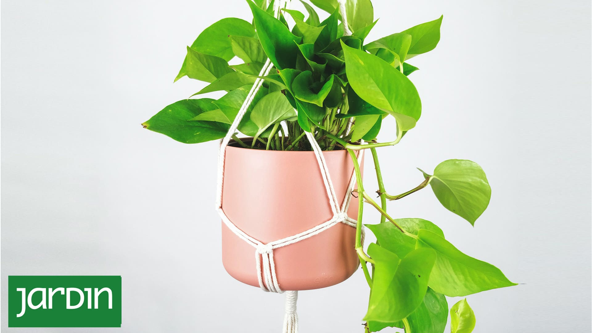 Estas plantas de interior protegen tu casa de la humedad y el moho