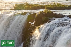 La naturaleza puede ayudar a resolver la crisis climática
