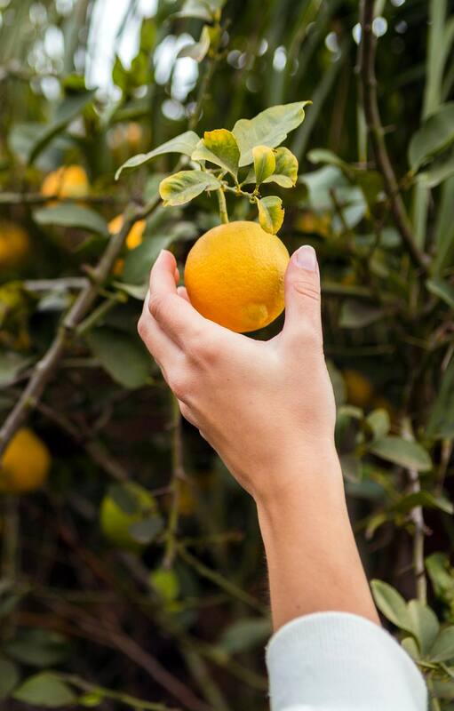 Seis frutas que podés cultivar en maceta aunque tengas muy poco espacio