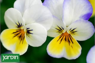 Son plantas que todos vimos alguna vez, tienen un encanto retro y vuelven a ser tendencia