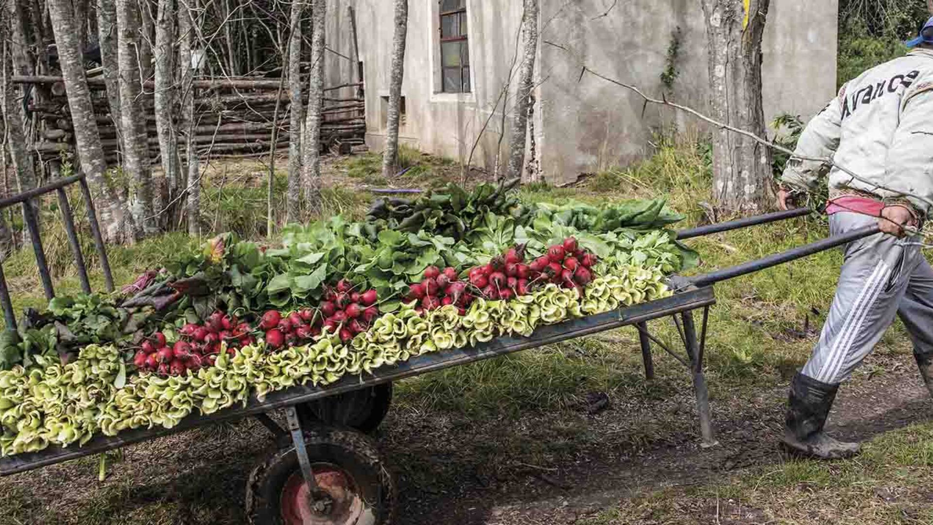 Colonia Jáuregui: cómo se organizaron para producir verduras agroecológicas