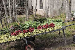 Colonia Jáuregui: cómo se organizaron para producir verduras agroecológicas