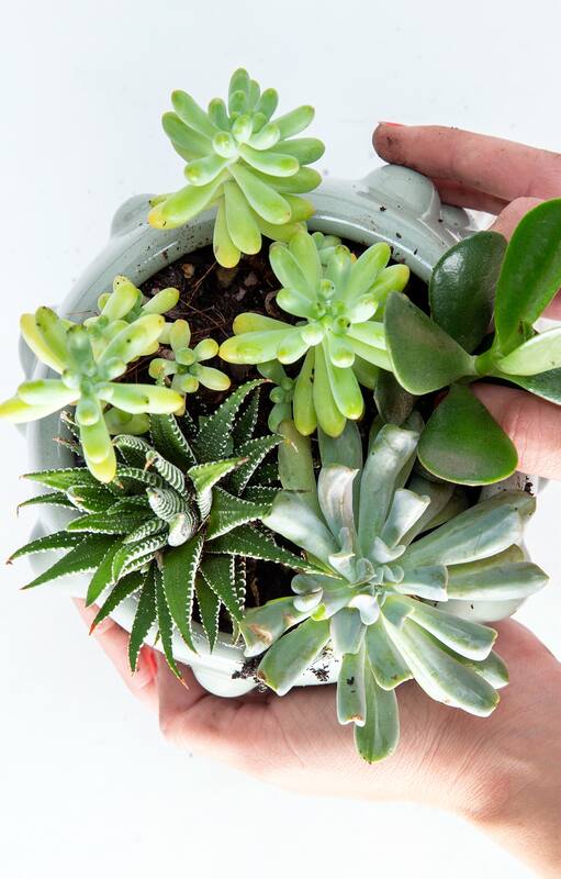 Cactus y suculentas: 10 errores de verano que podrían matarlos