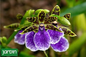 Tres orquídeas que huelen increíble (incluso a chocolate) y florecen en invierno