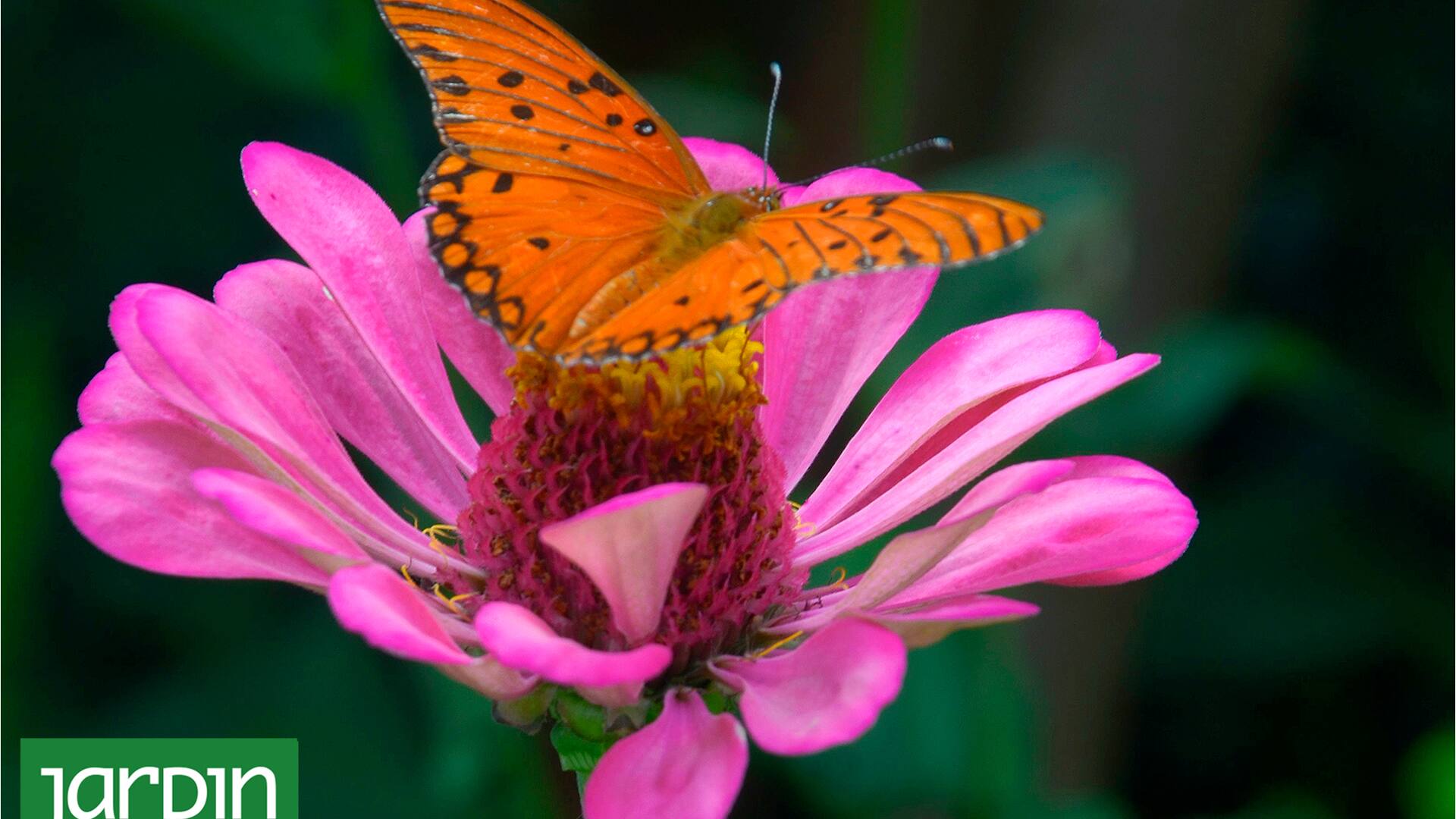 El nuevo libro sobre aves, plantas y mariposas que no puede faltar en tu biblioteca