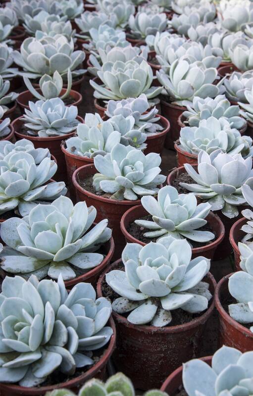 Consejos de experta para cultivar y mantener suculentas