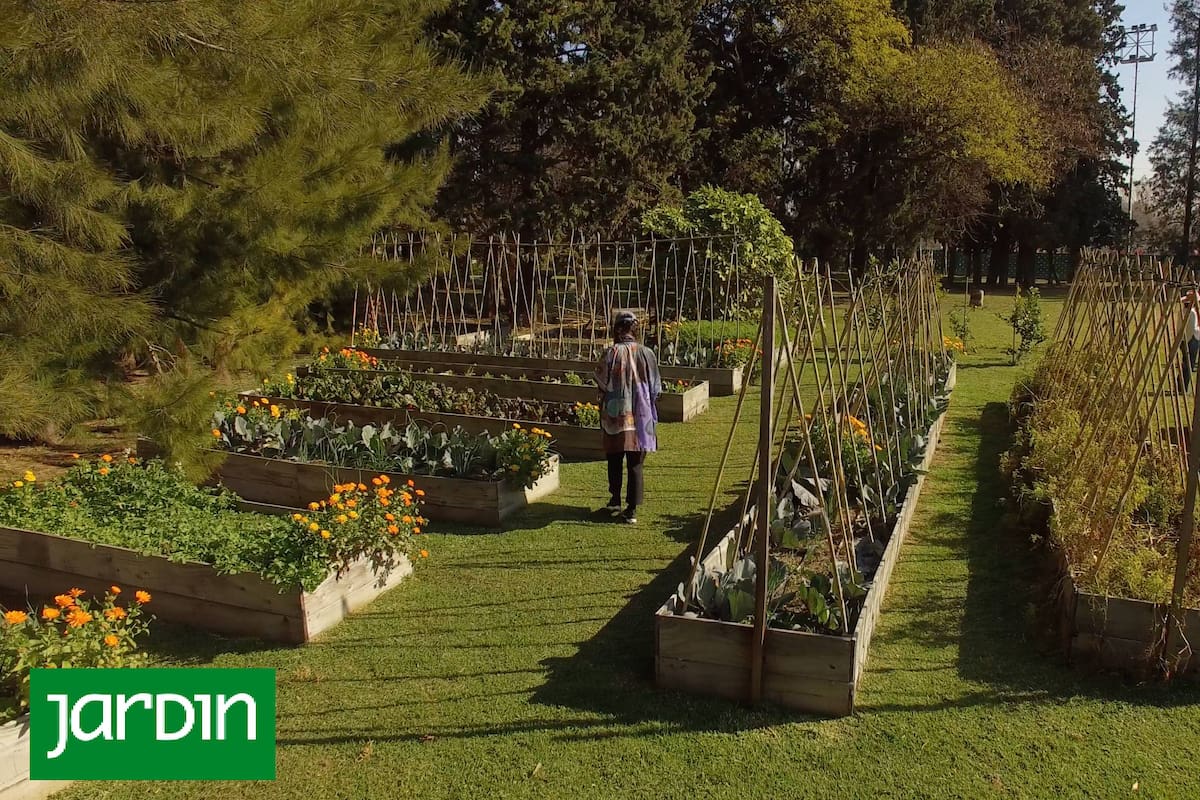 Una huerta en plena ciudad: así cultivan alimentos premium los chefs y agrónomos unidos