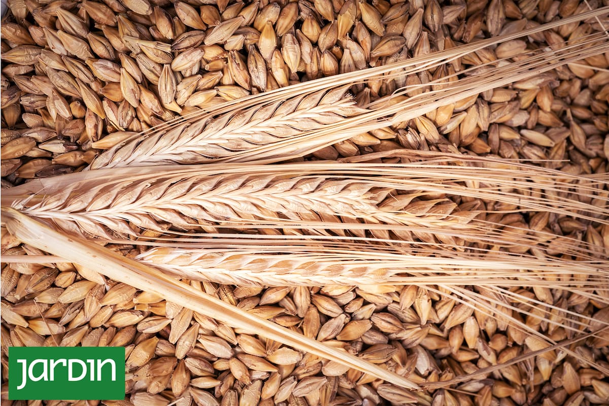 Cebada: Es el quinto cereal más cultivado en el mundo, superfácil de cocinar y benéfico para la salud