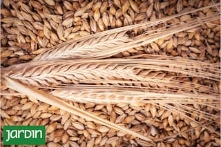 Es el quinto cereal más cultivado en el mundo, superfácil de cocinar y benéfico para la salud