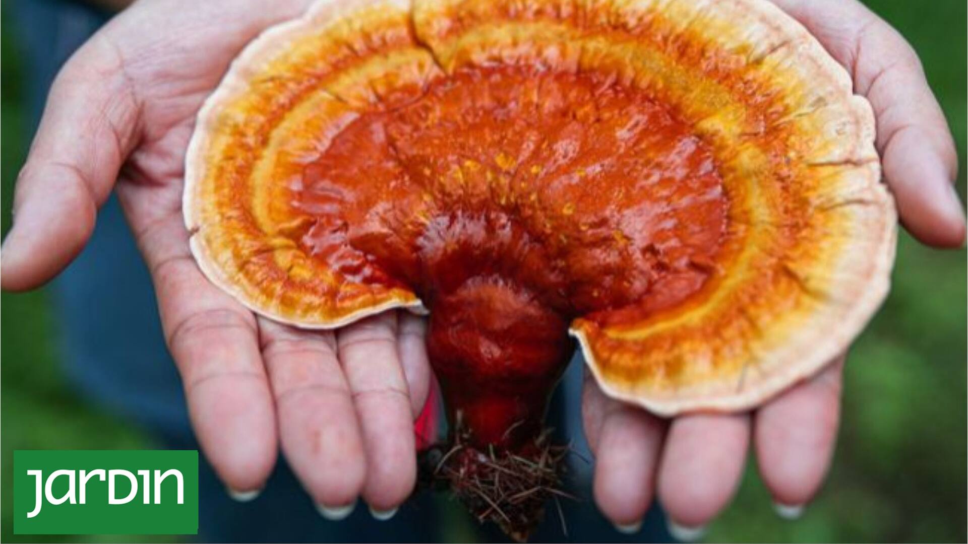 Qué son los hongos medicinales de los que habla todo el mundo