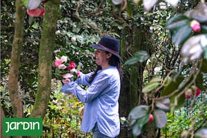 Las flores que se animan al invierno y lo alegran en colores