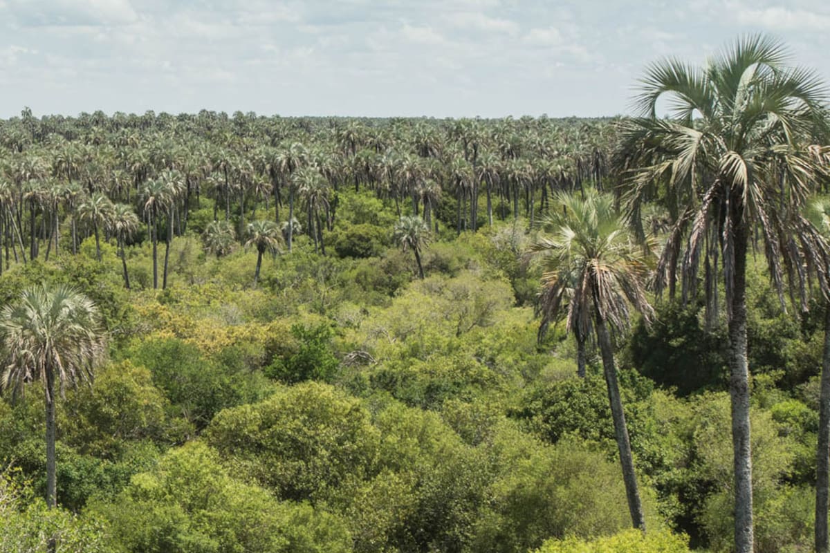 Entre Ríos. El Palmar de Colón: la historia detrás de este paisaje cautivante
