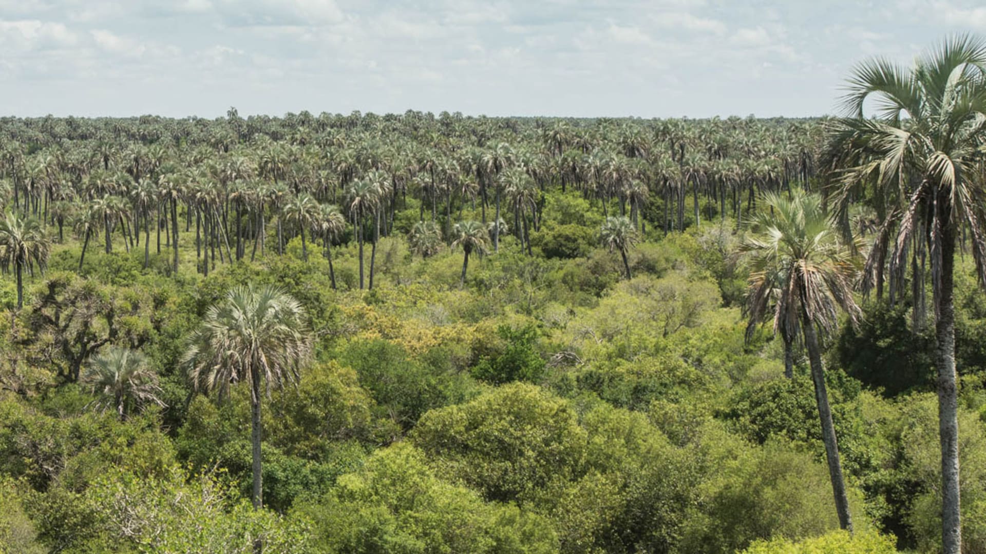 Entre Ríos. El Palmar de Colón: la historia detrás de este paisaje cautivante