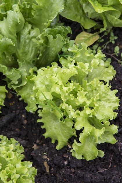 La huerta en casa: ocho verduras que podés cultivar en otoño