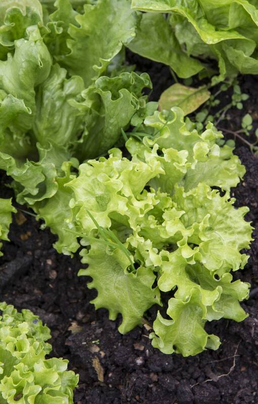 La huerta en casa: ocho verduras que podés cultivar en otoño
