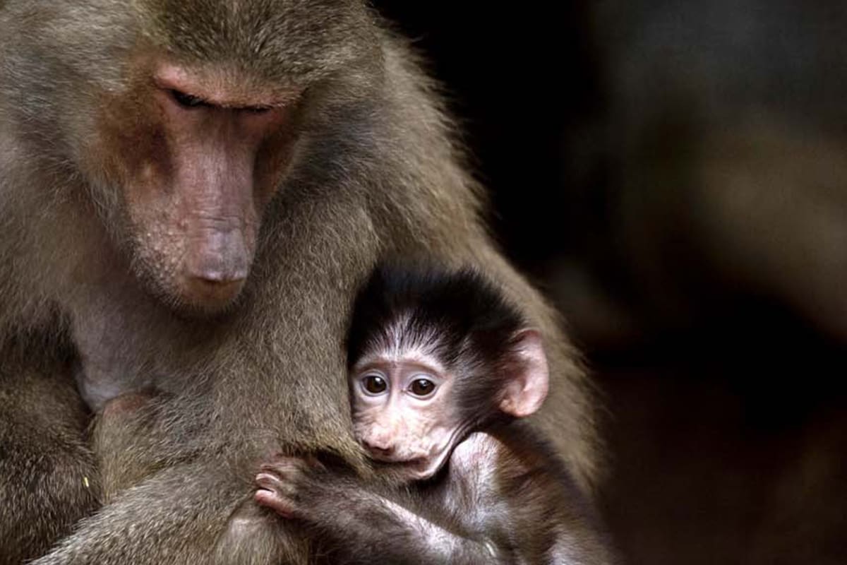 ¿Los zoológicos deben desaparecer? La historia detrás del encierro de animales