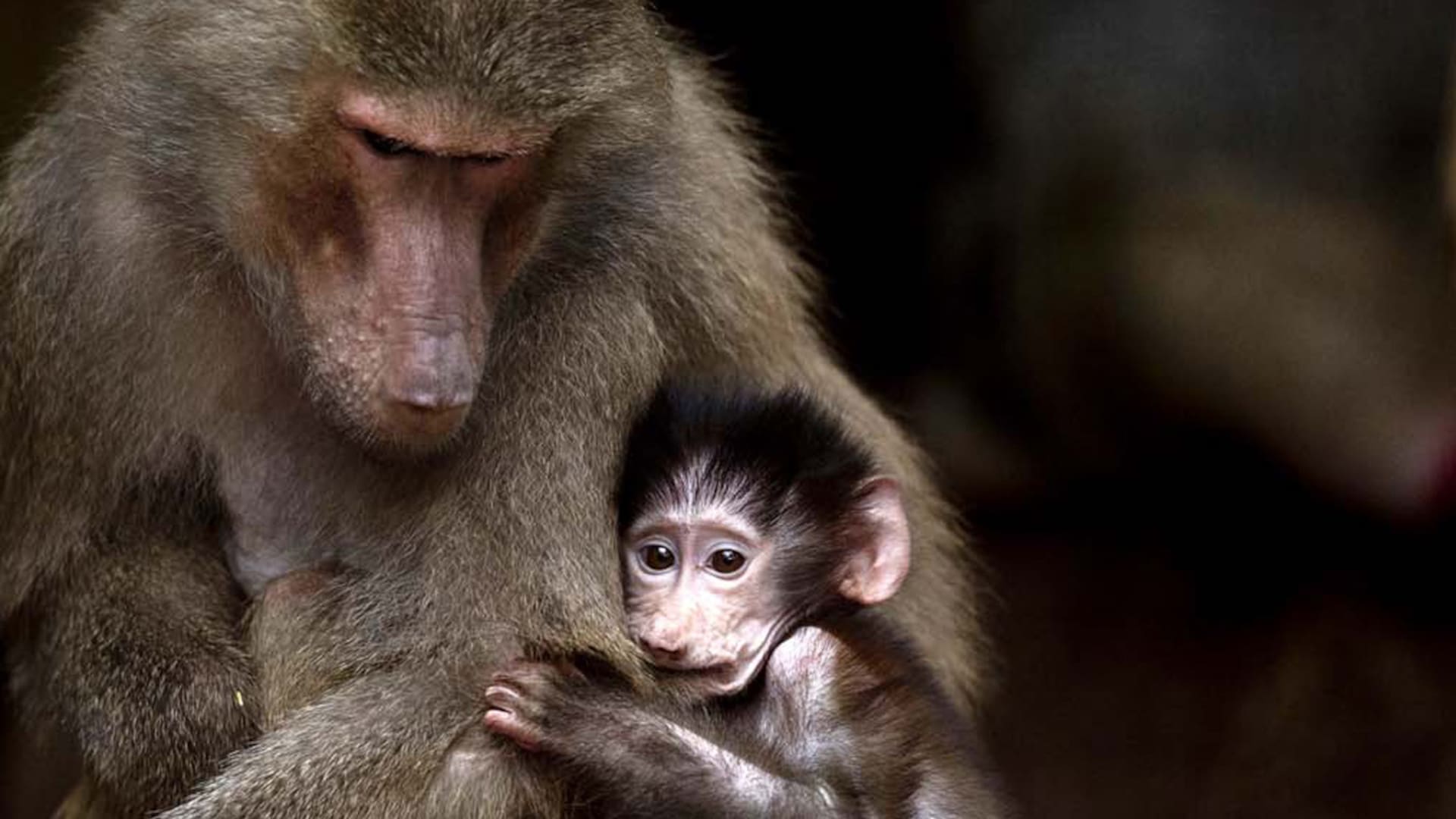 ¿Los zoológicos deben desaparecer? La historia detrás del encierro de animales