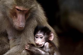¿Los zoológicos deben desaparecer? La historia detrás del encierro de animales