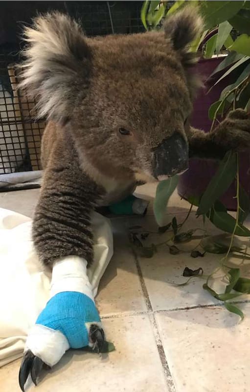 Koalas en Australia. Pudo morder a su rescatista pero su reacción sorprendió a todos