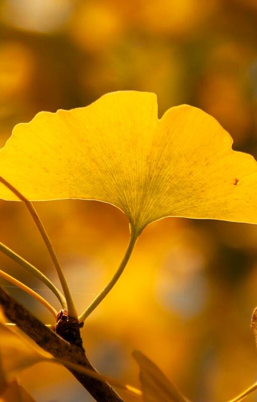 Plantas mágicas: dan un toque de encanto, vitalidad y tienen efectos en nuestro estado de ánimo