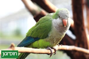 Fueron populares en el siglo XX como mascotas y hoy son una plaga urbana