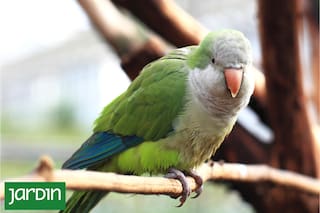 Fueron populares en el siglo XX como mascotas y hoy son una plaga urbana