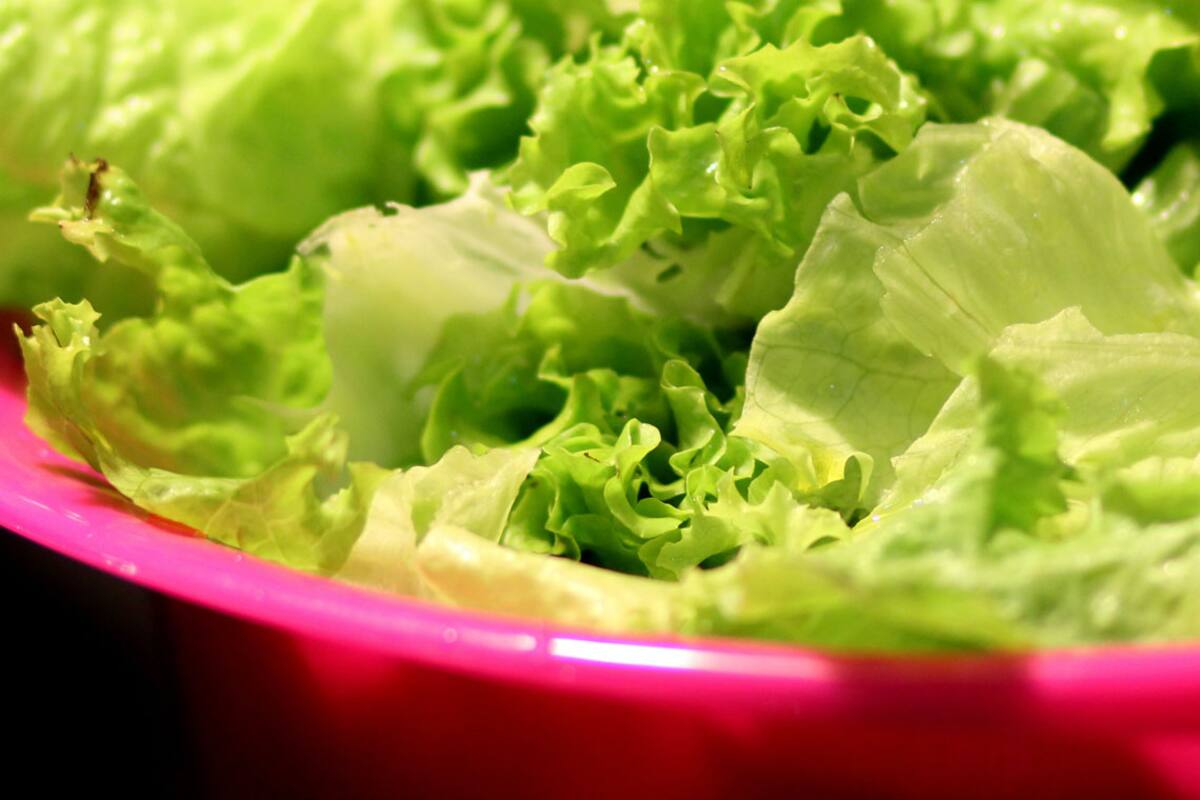 De la huerta a la mesa. Lechugas todo el año, pero sobre todo en primavera y verano