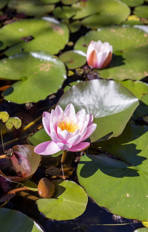 Es una de las flores más bellas del mundo y no necesitás tierra para cultivarla