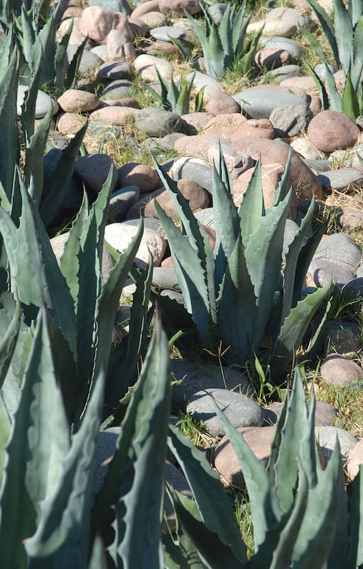Flores del desierto: 10 especies que crecen en zonas áridas