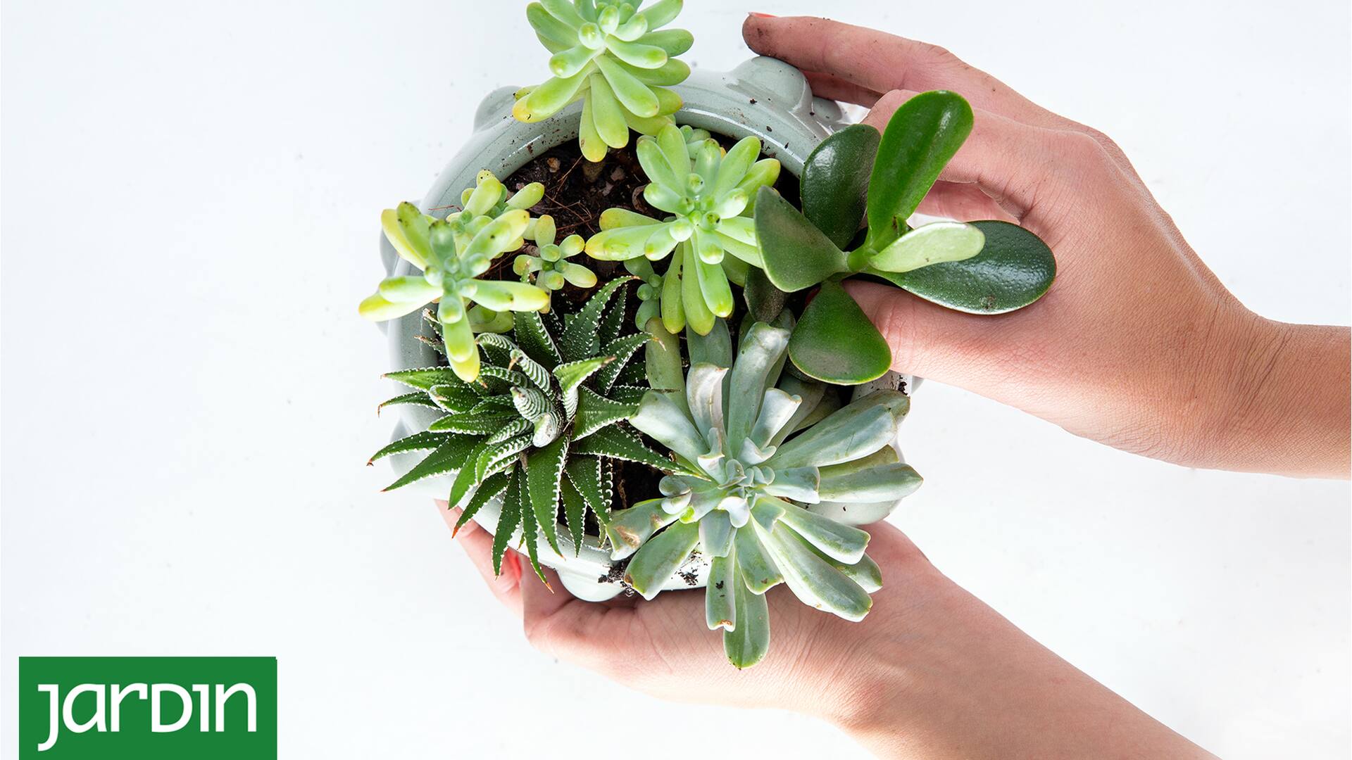 Cactus y suculentas: 10 errores de verano que podrían matarlos