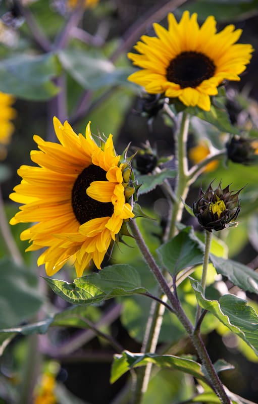 10 plantas que limpian el aire para mantener el jardín libre de toxinas, químicos y metales.