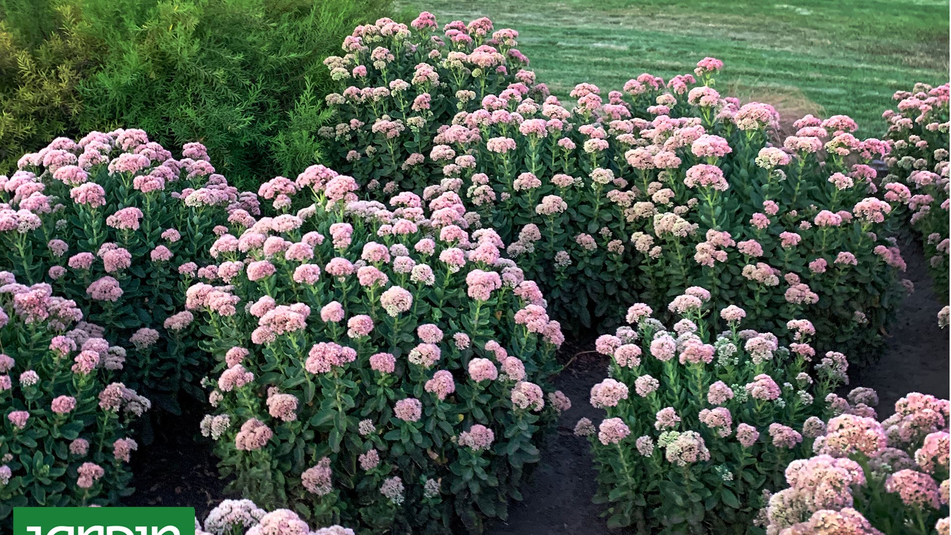 5 flores bellísimas que apenas necesitan riego