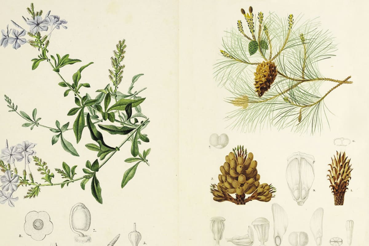 Botánica para principiantes: ¿cómo se clasifican las plantas?