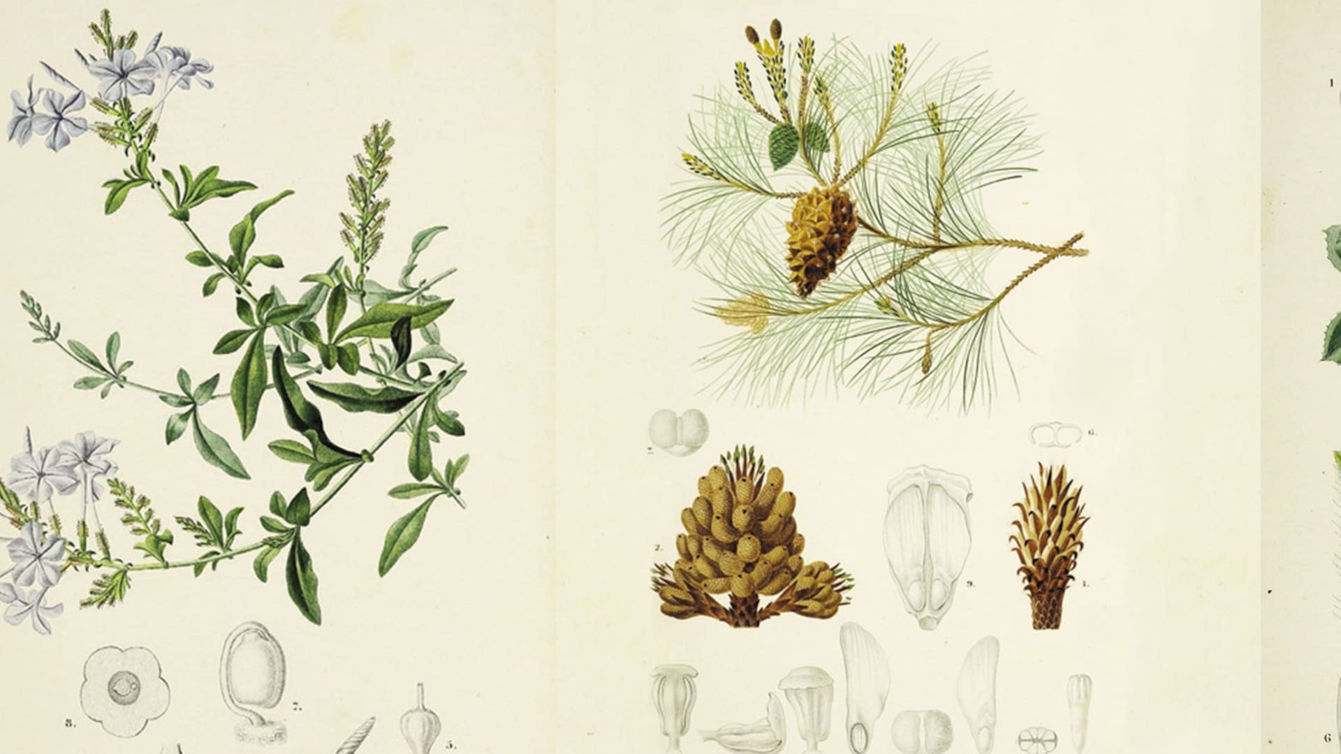 Botánica para principiantes: ¿cómo se clasifican las plantas?