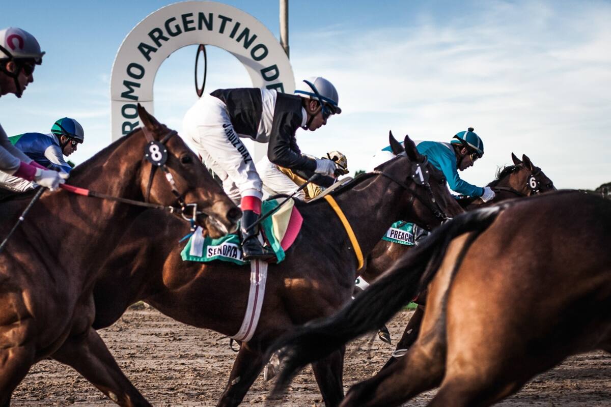 La paciente fragua de un caballo campeón