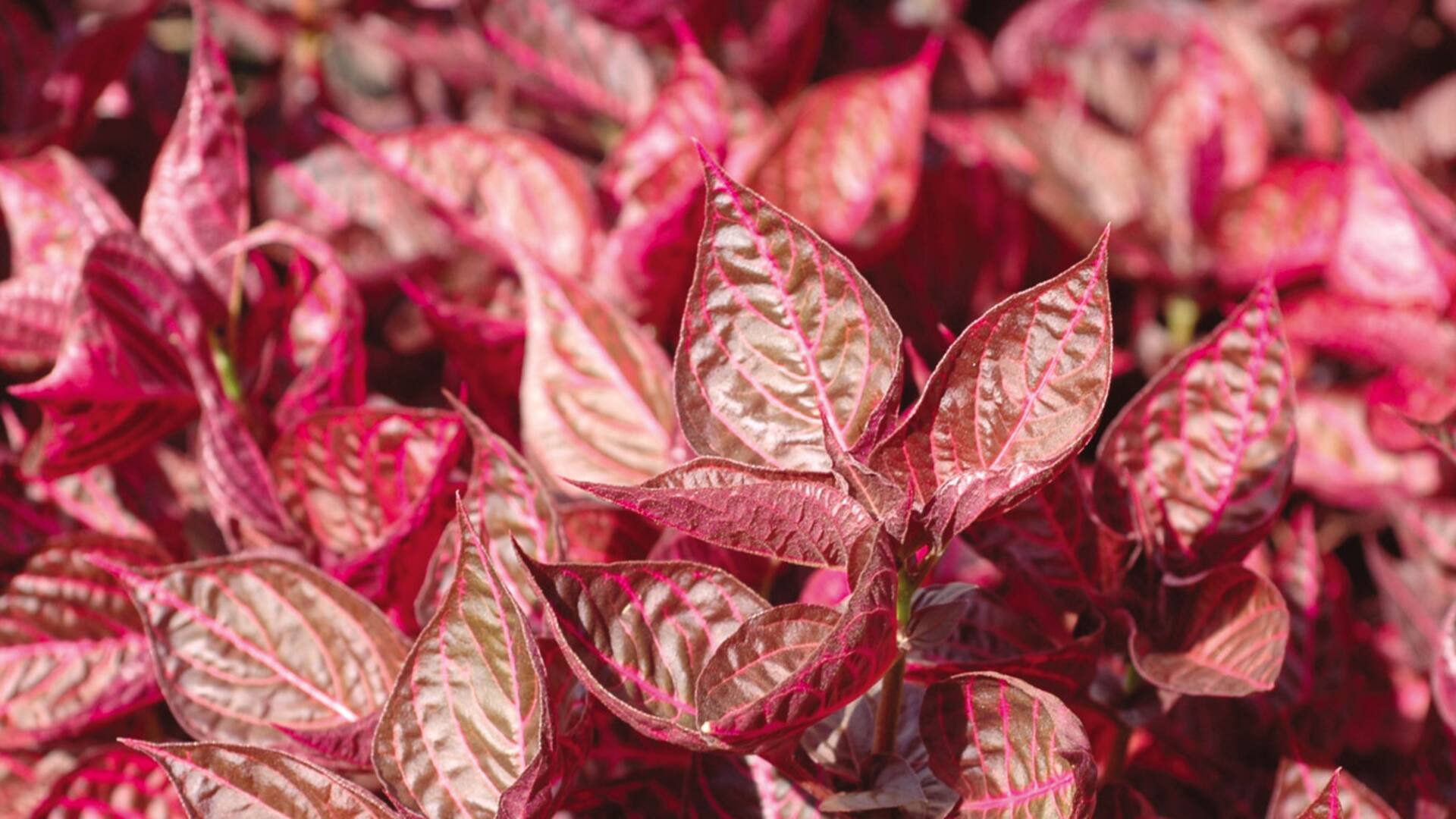 Plantas moradas: cómo usarlas en borduras, macizos o como cubresuelos