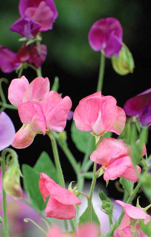 Sembrá ahora esta planta fácil y disfrutala en primavera llena de flores y perfume