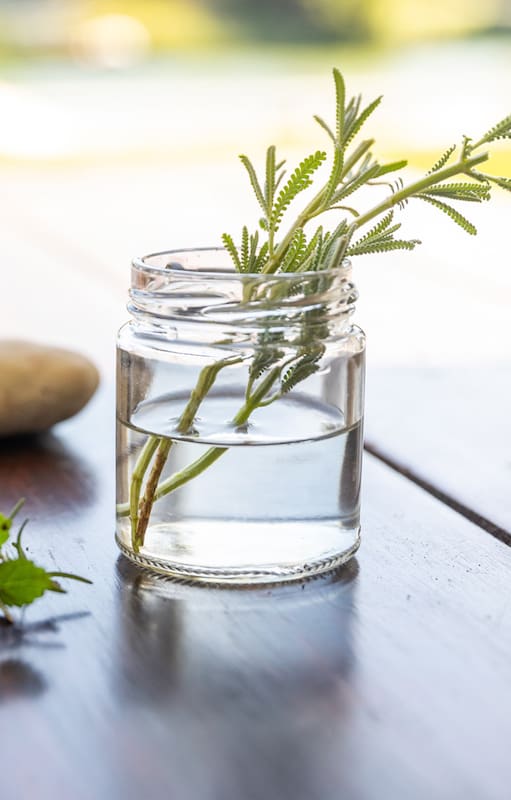 El secreto del agua oxigenada para que tus plantas crezcan más rápido