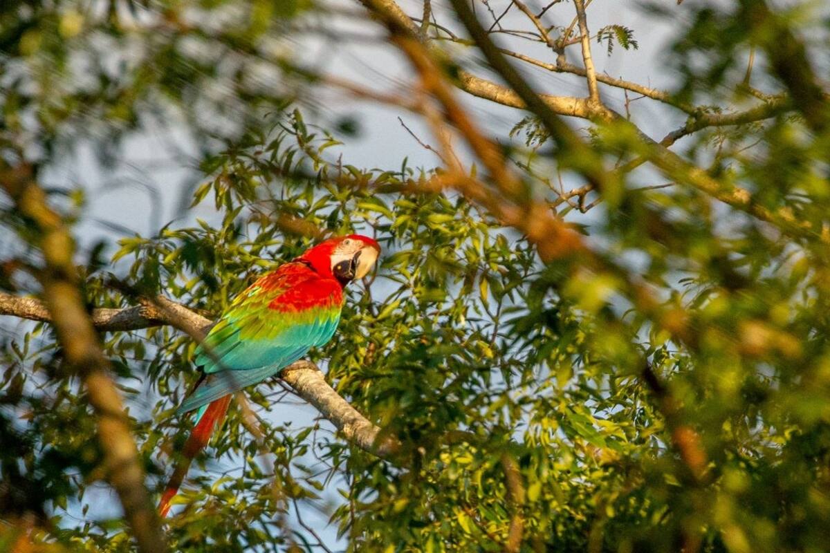 "Se olvidan cómo es volar". La difícil tarea de reinsertar guacamayos en Iberá
