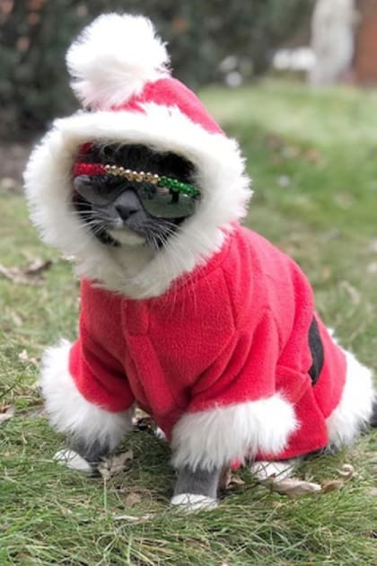Bagel, la gata que nació sin párpados y hoy es famosa en las redes sociales por usar anteojos
