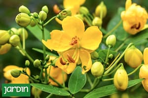 De este árbol con flores espectaculares depende la supervivencia de 12 especies de mariposas