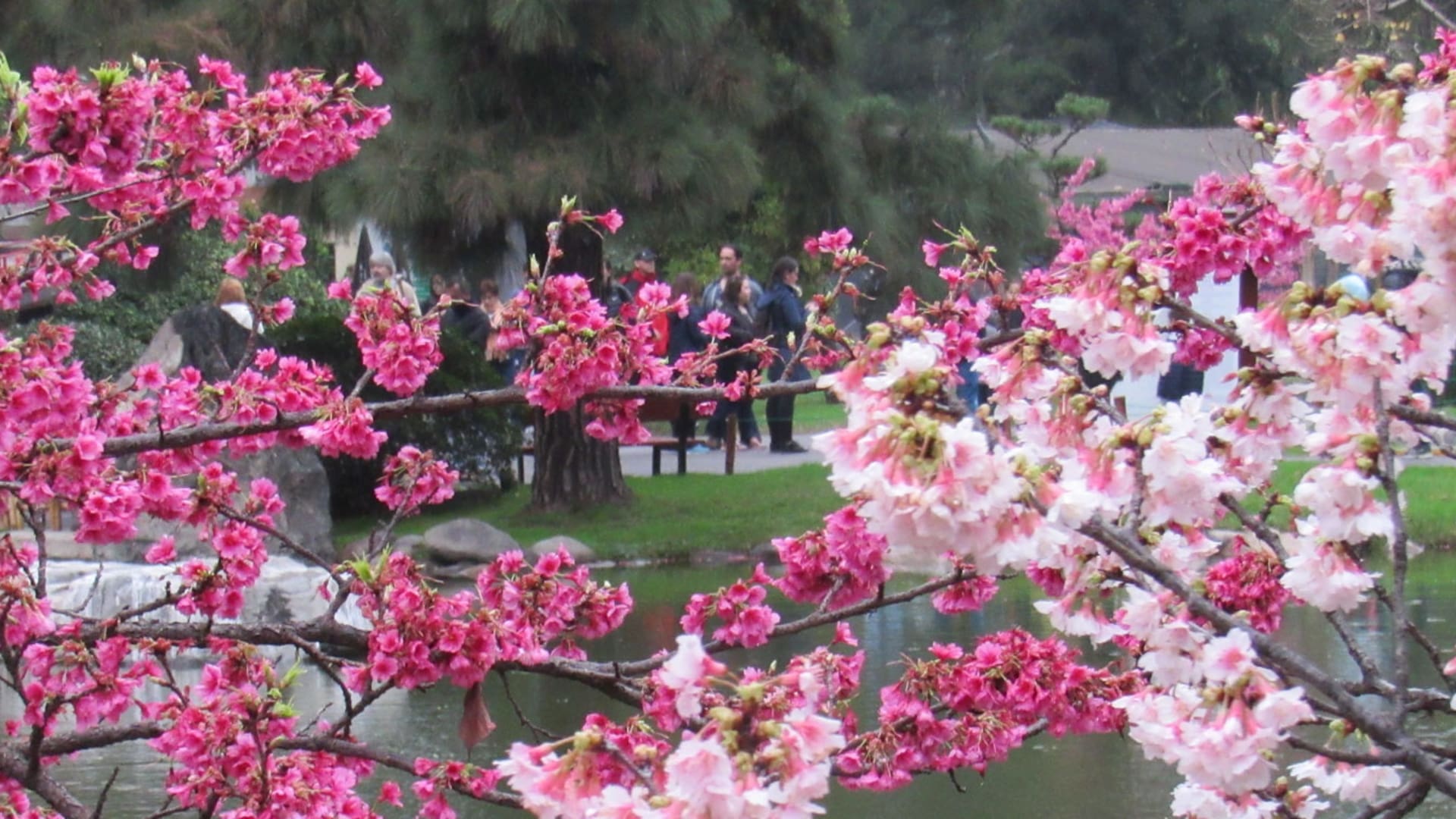 Florecen los cerezos en el Jardín Japonés