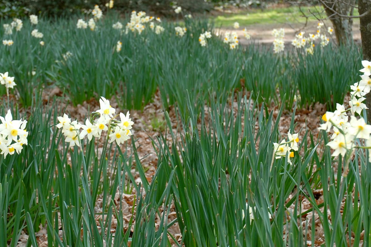 10 flores de primavera con perfumes maravillosos para tener en el jardín