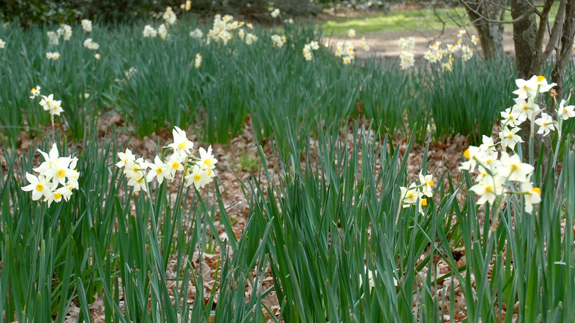 10 flores de primavera con perfumes maravillosos para tener en el jardín