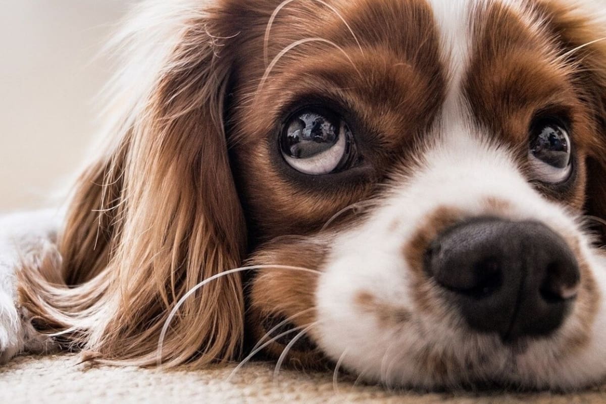 En cuarentena. ¿Por qué aumentaron las adopciones de perros? Historias que reconfortan